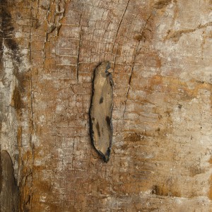 Camilla Marinoni, Incroci di terra e cielo