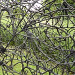 P1090175mod_web